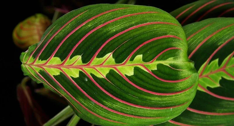 Maranta