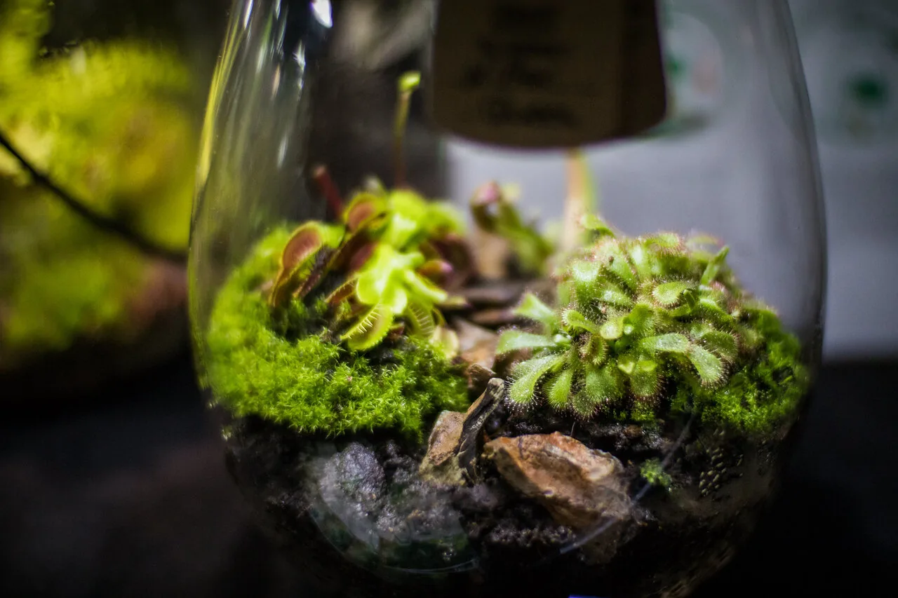 Flaschengarten anlegen: Ein grüner Garten im Glas