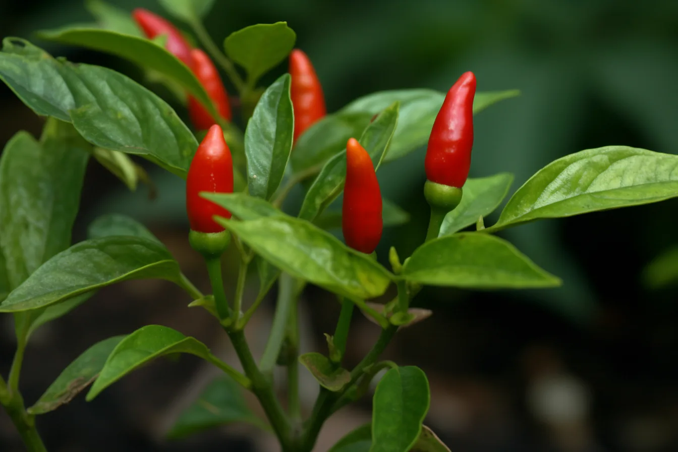 Chilli-Pflanzen