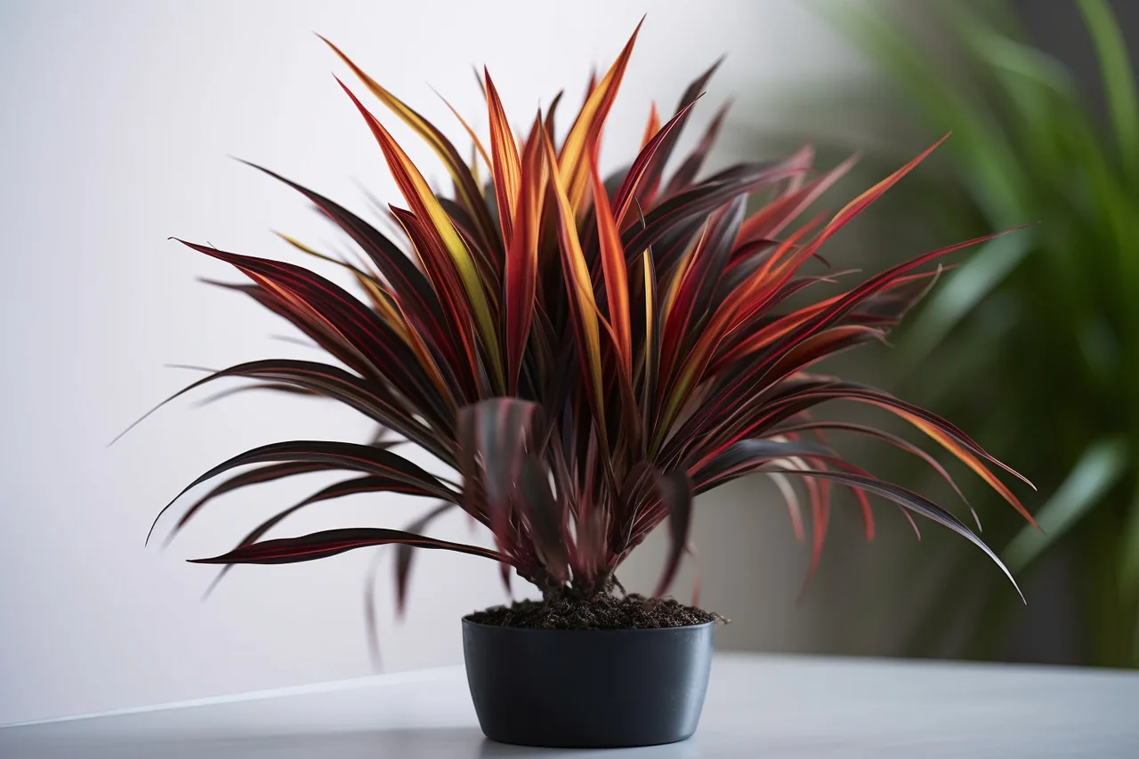 Keulenlilie (Cordyline)