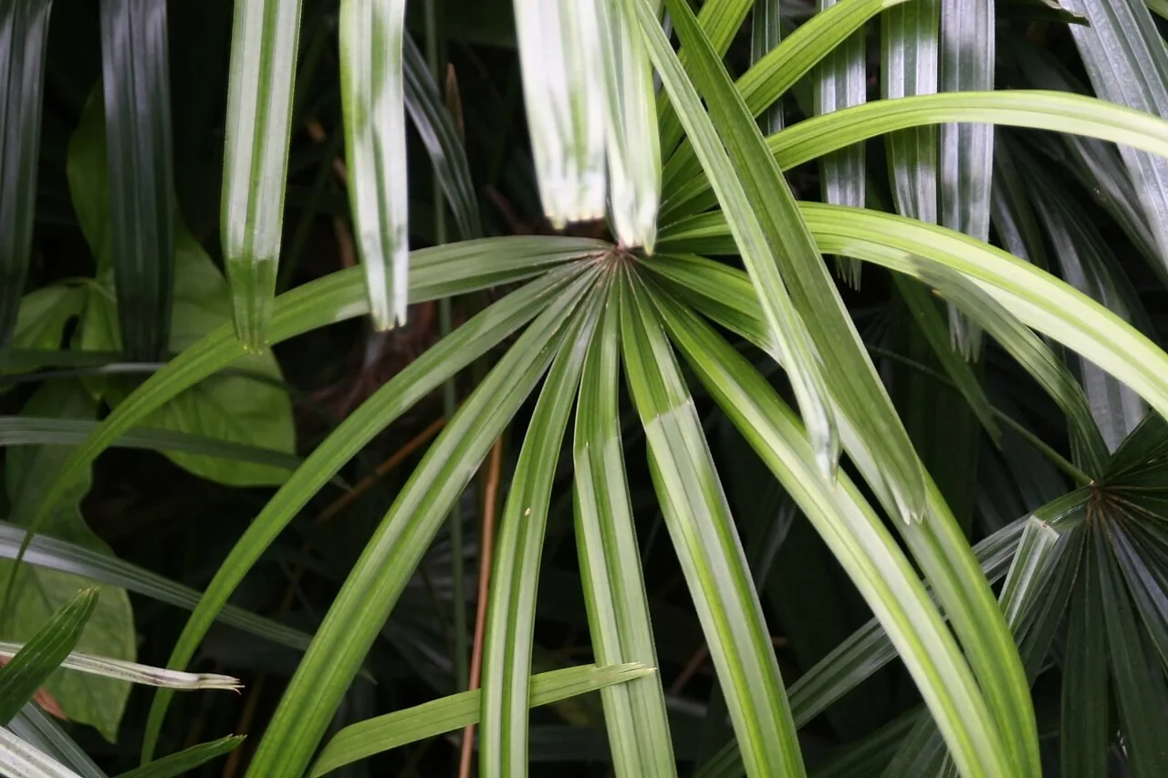 Steckenpalme (Rhapis excelsa)