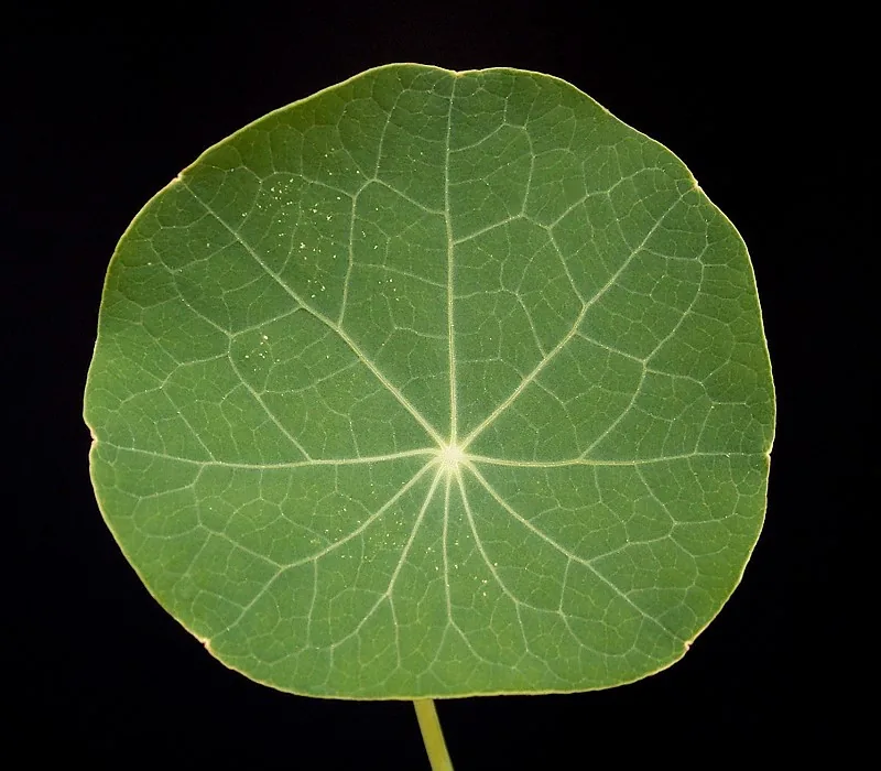 Stephania erecta