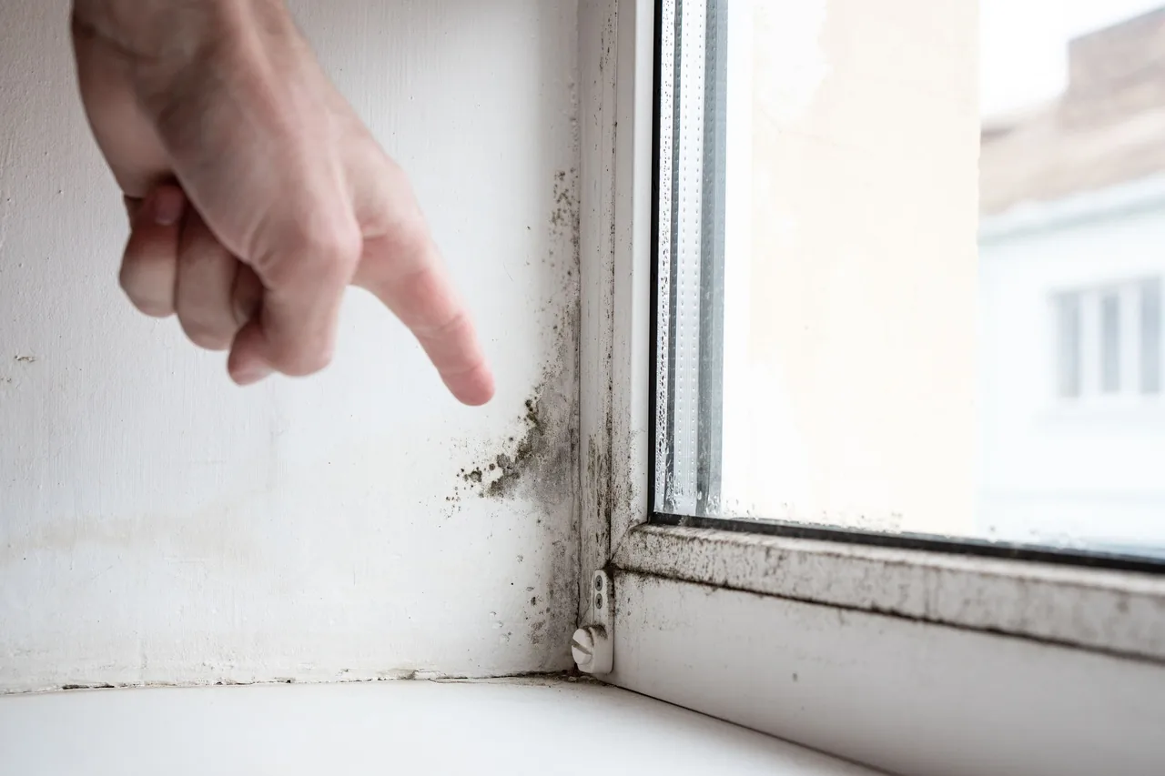 Schimmel am Fenster: Praktische Tipps zur Vermeidung und Beseitigung