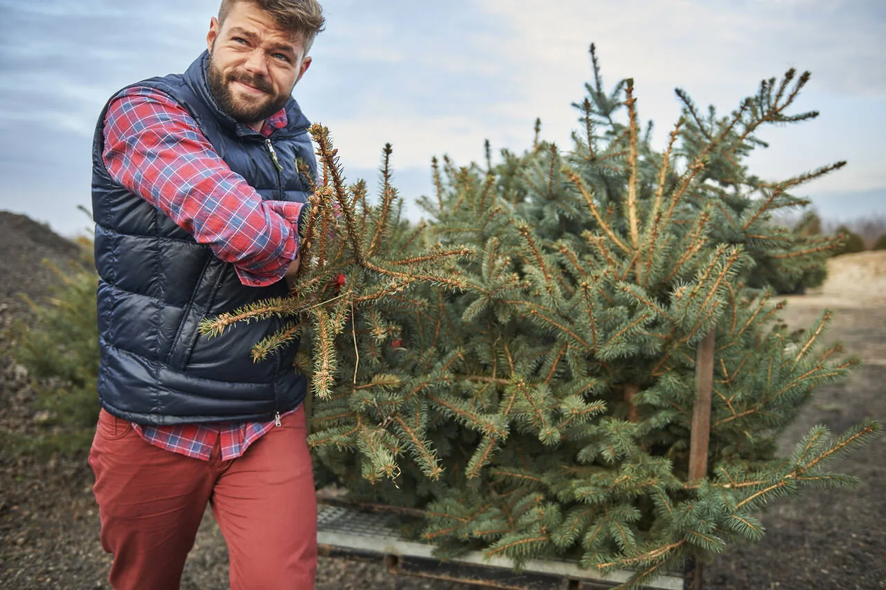 Weihnachtsbaum entsorgen: Umweltfreundliche Methoden nach den Festtagen